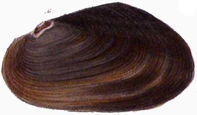 specimen image from publication