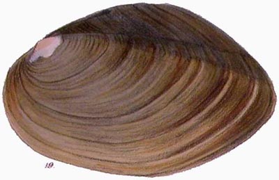 specimen image from publication