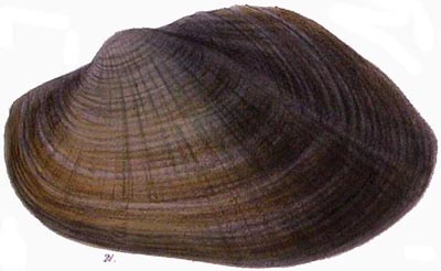 specimen image from publication