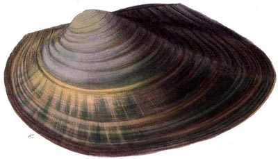 specimen image from publication