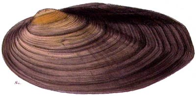 specimen image from publication