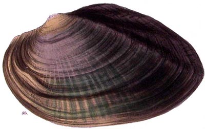 specimen image from publication