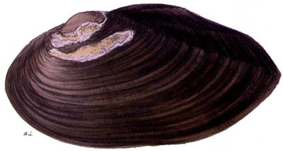 specimen image from publication