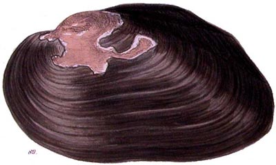 specimen image from publication