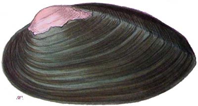 specimen image from publication