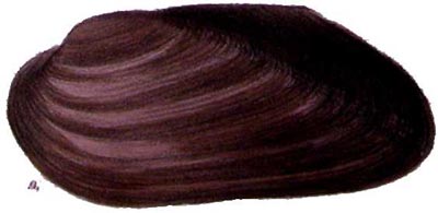 specimen image from publication