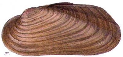 specimen image from publication