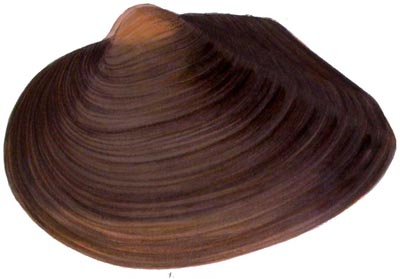 specimen image from publication