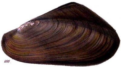 specimen image from publication