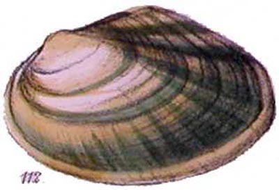 specimen image from publication