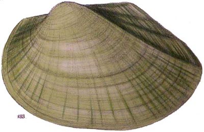 specimen image from publication