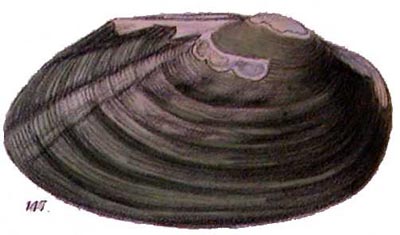 specimen image from publication