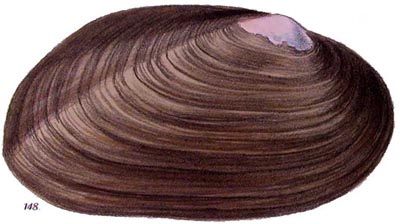 specimen image from publication