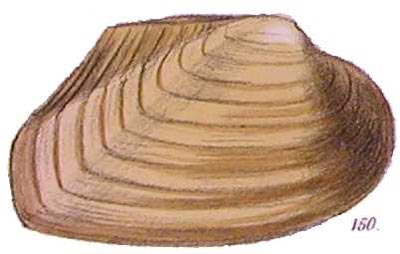specimen image from publication