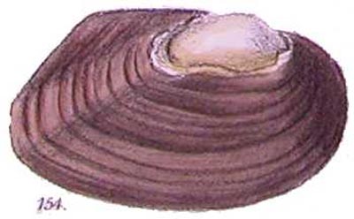 specimen image from publication