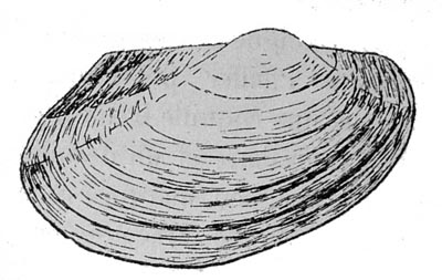 specimen image from publication