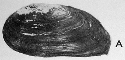 specimen image from publication