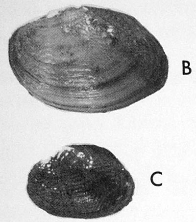specimen image from publication