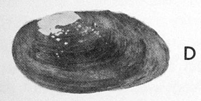 specimen image from publication