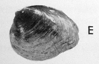 specimen image from publication