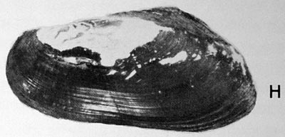 specimen image from publication