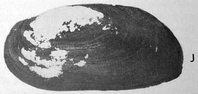 specimen image from publication