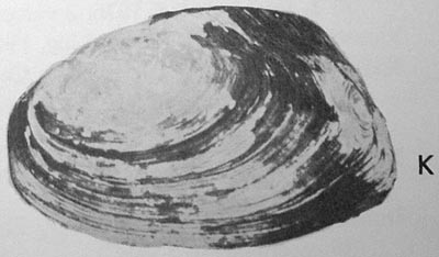 specimen image from publication