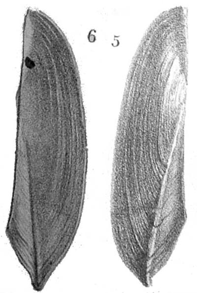 specimen image from publication