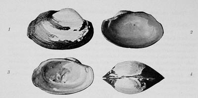 specimen image from publication