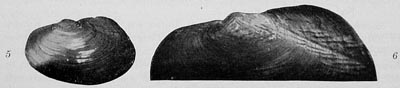 specimen image from publication