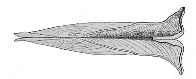 specimen image from publication