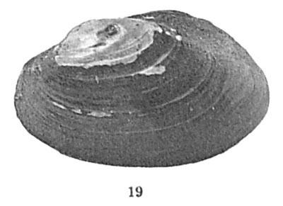 specimen image from publication