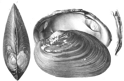 specimen image from publication