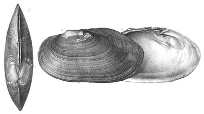 specimen image from publication