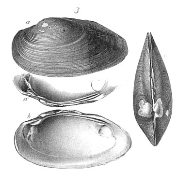 specimen image from publication