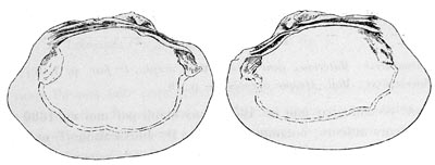 specimen image from publication