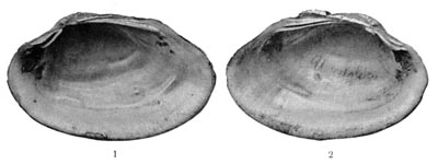 specimen image from publication