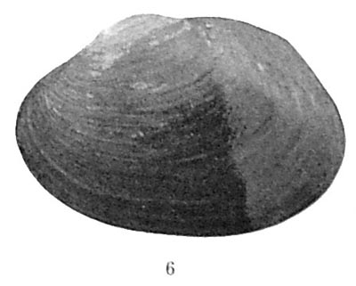 specimen image from publication