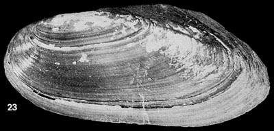 specimen image from publication