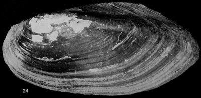 specimen image from publication