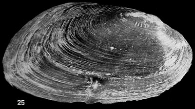 specimen image from publication