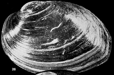 specimen image from publication