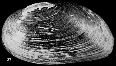 specimen image from publication