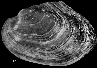 specimen image from publication