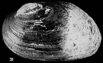 specimen image from publication