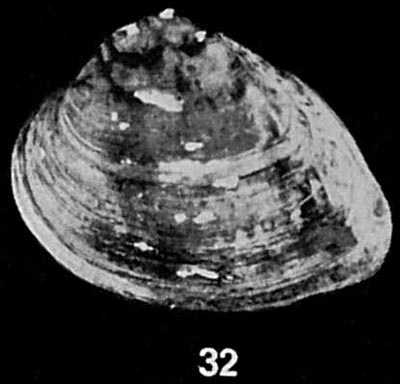 specimen image from publication