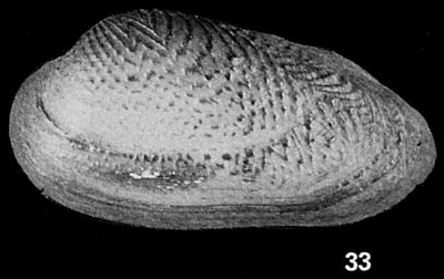 specimen image from publication