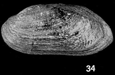 specimen image from publication