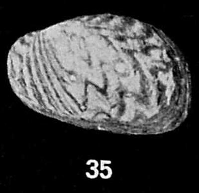 specimen image from publication