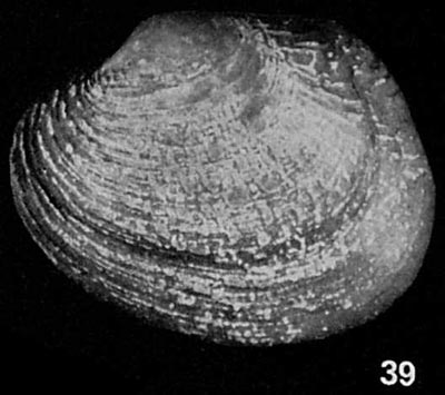 specimen image from publication